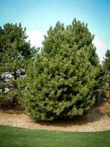 Сосна Чёрная (Pinus Nigra) купить по цене от 270.00р. в интернет-магазине «Посадика» с доставкой почтой в в Балабановое и по всей России – [изображение №1].