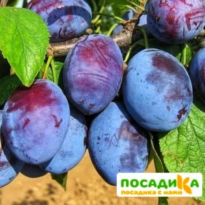 Слива Чачакская ранняя купить по цене от 229.00р. в интернет-магазине «Посадика» с доставкой почтой в в Балабановое и по всей России – [изображение №1].