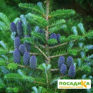 Пихта корейская (Abies koreana) купить по цене от 450.00р. в интернет-магазине «Посадика» с доставкой почтой в в Балабановое и по всей России – [изображение №1].