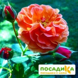 Роза Арабия купить по цене от 350.00р. в интернет-магазине «Посадика» с доставкой почтой в в Балабановое и по всей России – [изображение №1].