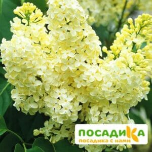 Сирень Примроуз (Primrose) купить по цене от 529.00р. в интернет-магазине «Посадика» с доставкой почтой в в Балабановое и по всей России – [изображение №1].