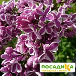 Сирень Сенсация купить по цене от 529.00р. в интернет-магазине «Посадика» с доставкой почтой в в Балабановое и по всей России – [изображение №1].