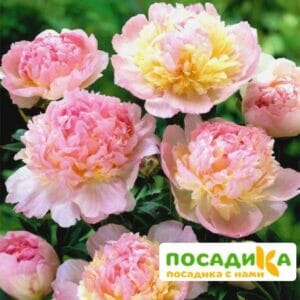 Пион Распберри Сандей (Paeonia Raspberry Sundae) купить по цене от 959р. в интернет-магазине «Посадика» с доставкой почтой в в Балабановое и по всей России – [изображение №1].