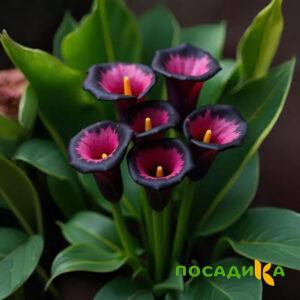 Калла Аура Лейс купить по цене от 400р. в интернет-магазине «Посадика» с доставкой почтой в в Балабановое и по всей России – [изображение №1].