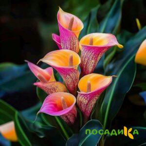 Калла Оникс купить по цене от 450р. в интернет-магазине «Посадика» с доставкой почтой в в Балабановое и по всей России – [изображение №1].