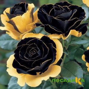 Роза Ханни Сикл купить по цене от 700р. в интернет-магазине «Посадика» с доставкой почтой в в Балабановое и по всей России – [изображение №1].
