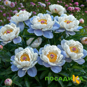 Пион акварельный Этюд купить по цене от 806р. в интернет-магазине «Посадика» с доставкой почтой в в Балабановое и по всей России – [изображение №1].