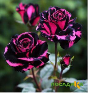 Роза Багровый Шепот купить по цене от 366р. в интернет-магазине «Посадика» с доставкой почтой в в Балабановое и по всей России – [изображение №1].