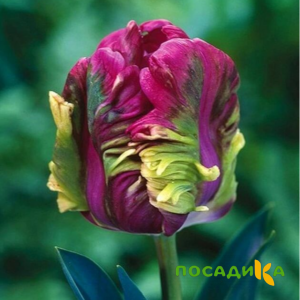 Тюльпан Экзотик Хэвен купить по цене от 186р. в интернет-магазине «Посадика» с доставкой почтой в в Балабановое и по всей России – [изображение №1].