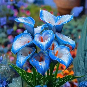 Калла Портрейт купить по цене от 292р. в интернет-магазине «Посадика» с доставкой почтой в в Балабановое и по всей России – [изображение №1].