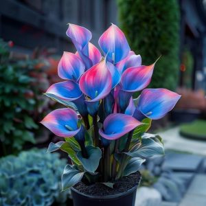 Калла Импрессия купить по цене от 590р. в интернет-магазине «Посадика» с доставкой почтой в в Балабановое и по всей России – [изображение №1].