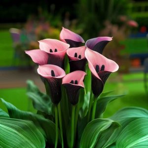 Калла Энигма купить по цене от 291р. в интернет-магазине «Посадика» с доставкой почтой в в Балабановое и по всей России – [изображение №1].