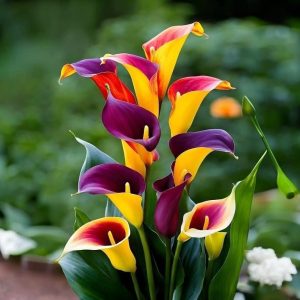 Калла Кристалл купить по цене от 450р. в интернет-магазине «Посадика» с доставкой почтой в в Балабановое и по всей России – [изображение №1].