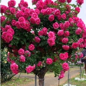 Роза Версаля купить по цене от 232р. в интернет-магазине «Посадика» с доставкой почтой в в Балабановое и по всей России – [изображение №1].