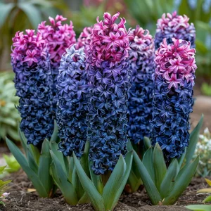 Гиацинт Блю Спринг купить по цене от 2099р. в интернет-магазине «Посадика» с доставкой почтой в в Балабановое и по всей России – [изображение №1].