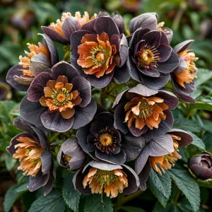 Морозник Блум Айс купить по цене от 499р. в интернет-магазине «Посадика» с доставкой почтой в в Балабановое и по всей России – [изображение №1].