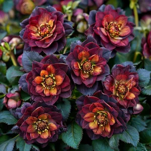 Морозник Сноу Дроп купить по цене от 348р. в интернет-магазине «Посадика» с доставкой почтой в в Балабановое и по всей России – [изображение №1].