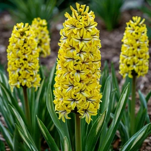 Гиацинт Сансет Голд купить по цене от 2099р. в интернет-магазине «Посадика» с доставкой почтой в в Балабановое и по всей России – [изображение №1].