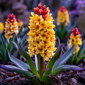 Гиацинт Миднайт Мистери купить по цене от 2099р. в интернет-магазине «Посадика» с доставкой почтой в в Балабановое и по всей России – [изображение №1].