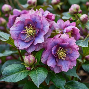 Морозник Айс Принцесс Чарм купить по цене от 650р. в интернет-магазине «Посадика» с доставкой почтой в в Балабановое и по всей России – [изображение №1].