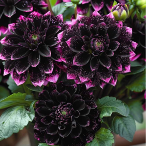 Георгин Лаванда Лейс купить по цене от 679р. в интернет-магазине «Посадика» с доставкой почтой в в Балабановое и по всей России – [изображение №1].