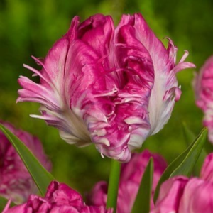 Тюльпан махровый Кул Кристал купить по цене от 400р. в интернет-магазине «Посадика» с доставкой почтой в в Балабановое и по всей России – [изображение №1].