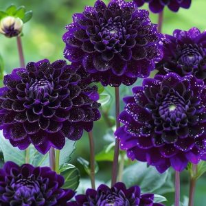 Георгин Анно Домини купить по цене от 255р. в интернет-магазине «Посадика» с доставкой почтой в в Балабановое и по всей России – [изображение №1].