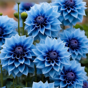 Георгин Вижапе купить по цене от 699р. в интернет-магазине «Посадика» с доставкой почтой в в Балабановое и по всей России – [изображение №1].